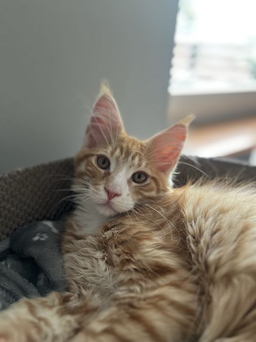 Kocięta  Maine Coon