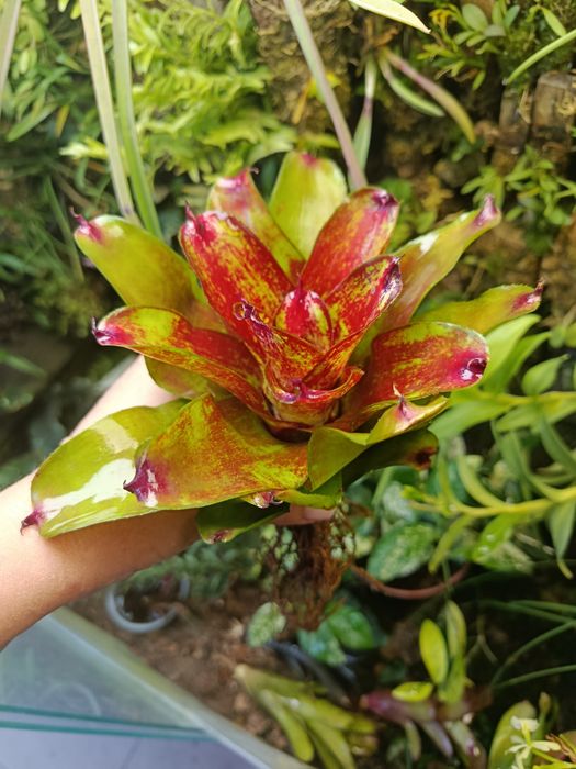 Неорегелія мініатюрна Neoregelia sp
