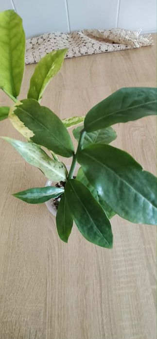 Zamioculcas Wild Form Variegata