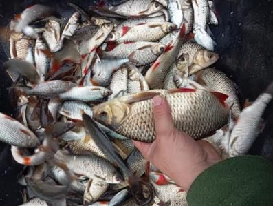 Płoć 15-20cm . Leszcz , Sandacz , Okoń ,Węgorz.