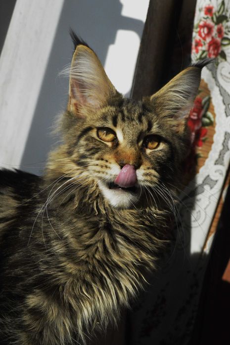 хлопчик мейн кун вік 4 міс. відомий розплідник