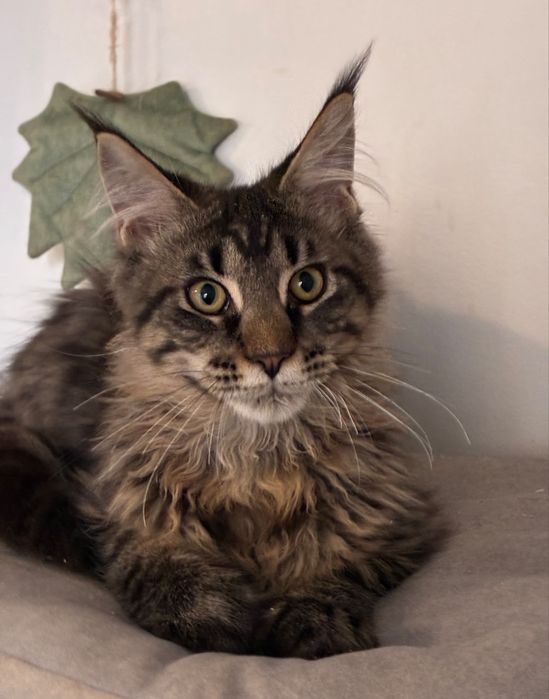 kotka maine coon czarna klasycznie pregowana
