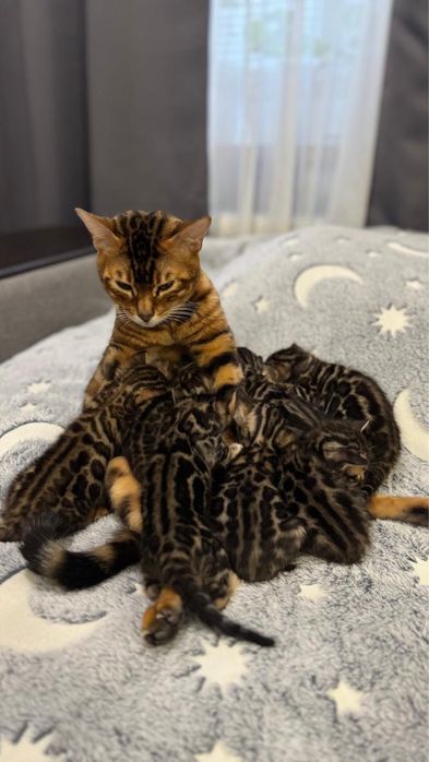 Бенгальські кошенята від батьків з родословнлю WCF