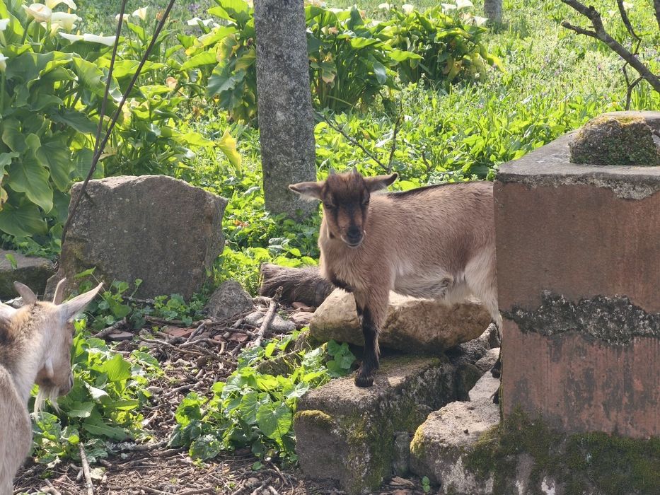 Vendo cabritos anões machos e fêmeas