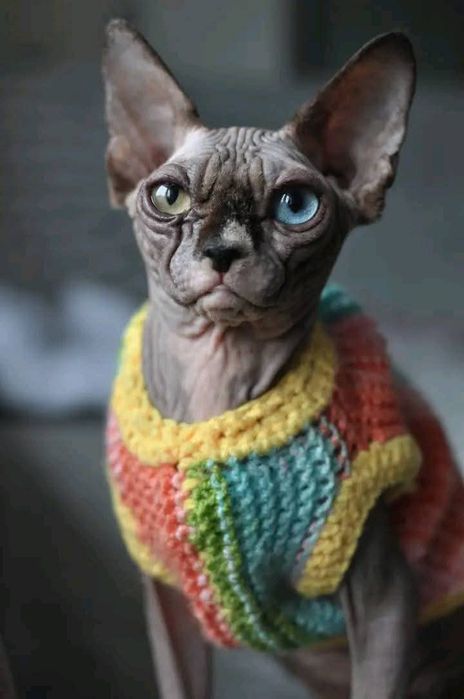 Sfinks heterochromia