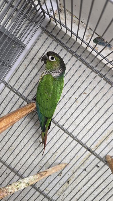 Pyrrhuras Tiriba-Rupestre