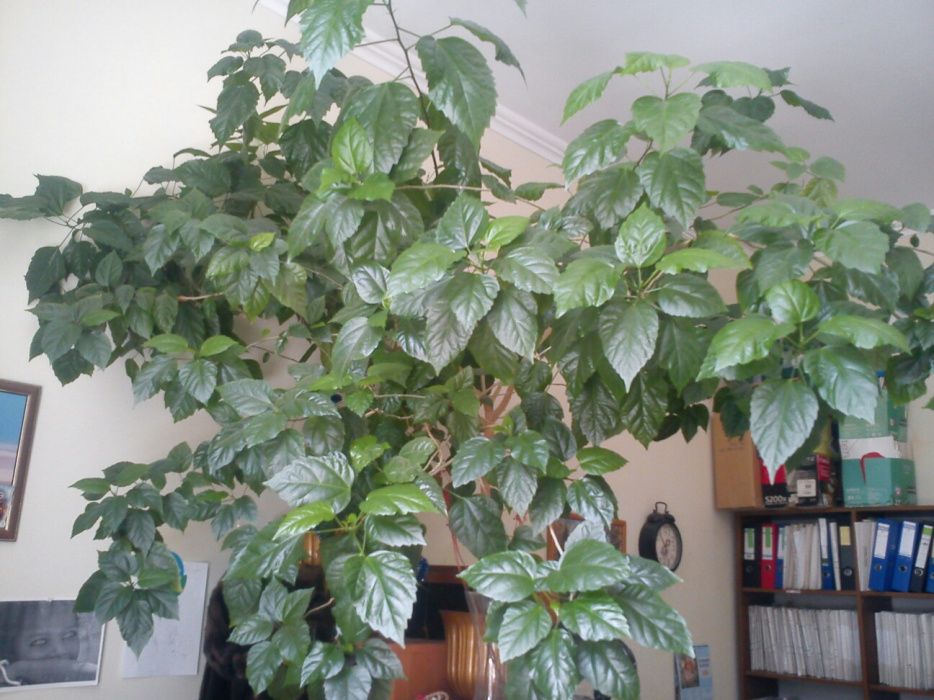 Китайская роза 1500 грн. Уже в два раза больше и пышнее..