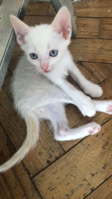 Doação de gatinhos