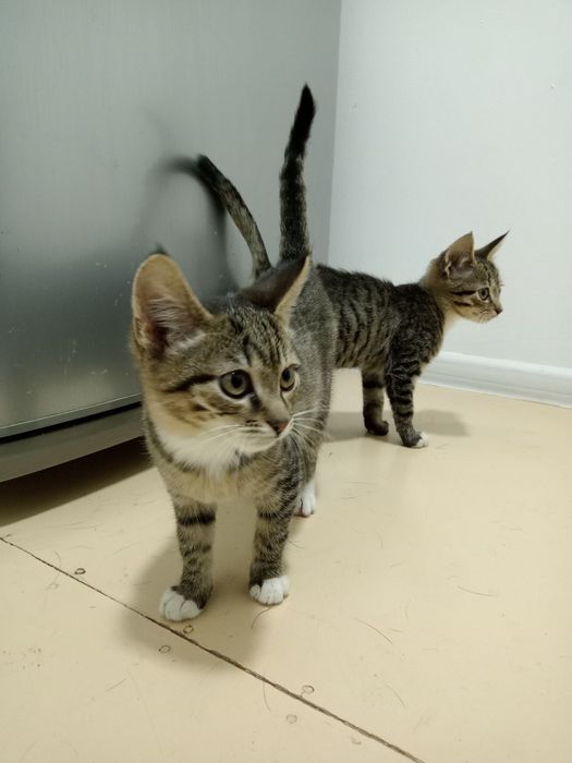 Котики 3-4 місяців в добрі руки