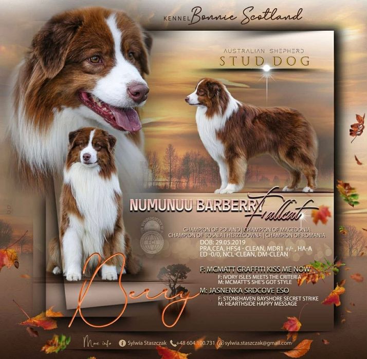 Owczarek australijski suczka