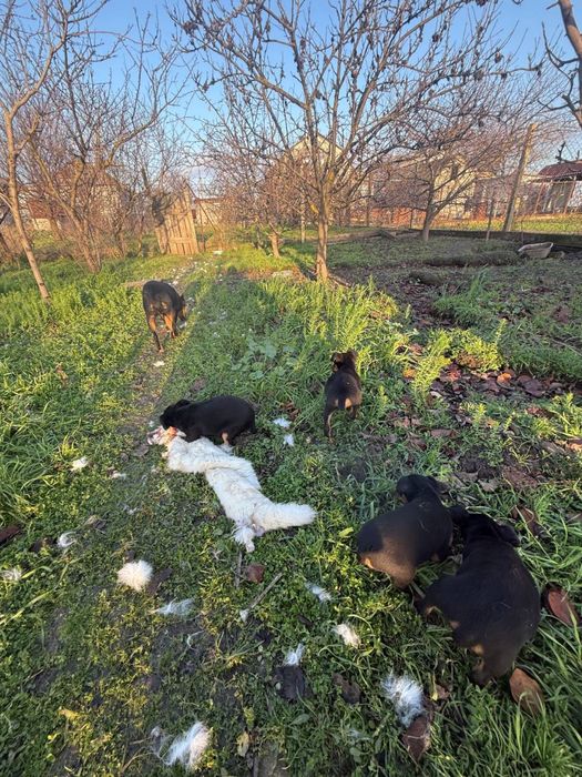 Щенки ягдтерьера