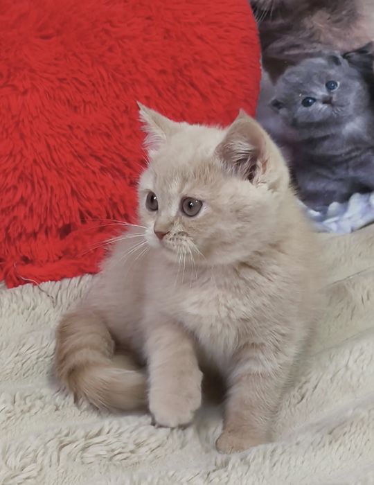 Котик кошенята котята