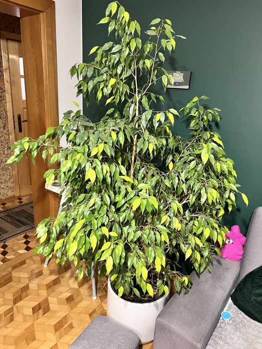 Piękny zadbany Benjamin Fikus z donicą ~180cm