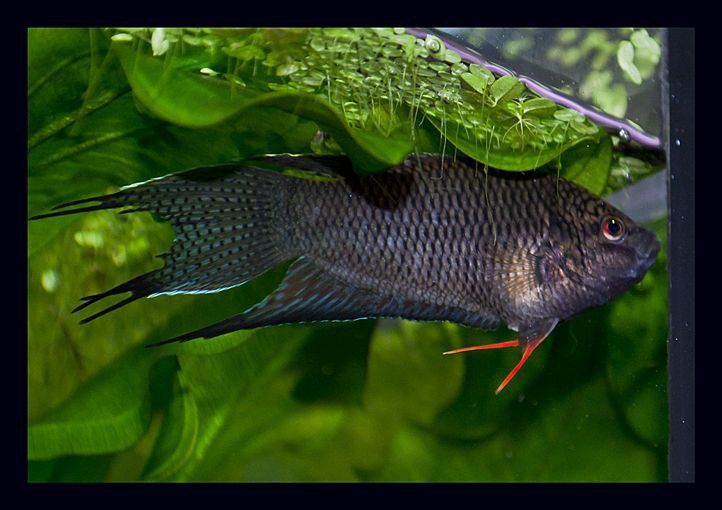 Макропод чорний (дорослий) рибка акваріумна