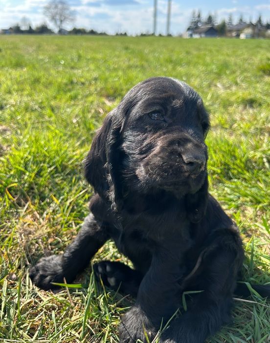 Cocker spaniel angielski