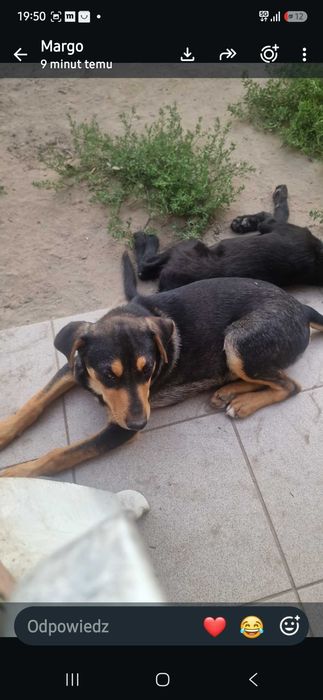 Szczeniaczki do adopcji