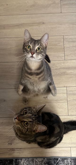 Zaginela kotka Yufka