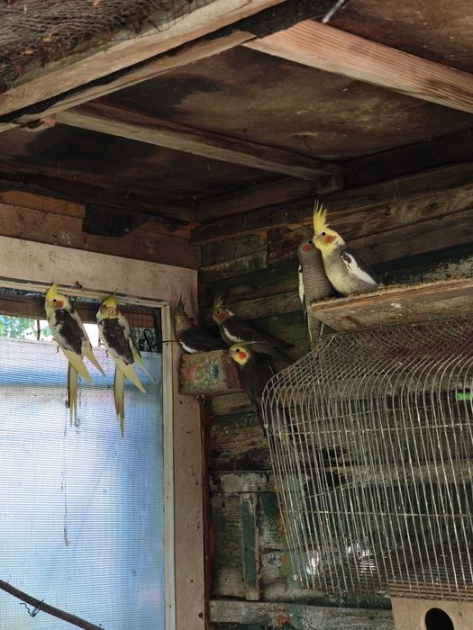 Papugi nimfy papuga nimfa młode 2025