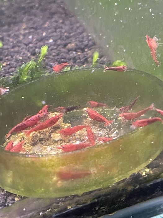 CAMARÕES NEOCARIDINA SELECIONADOS – SHRIMPMANIACPT