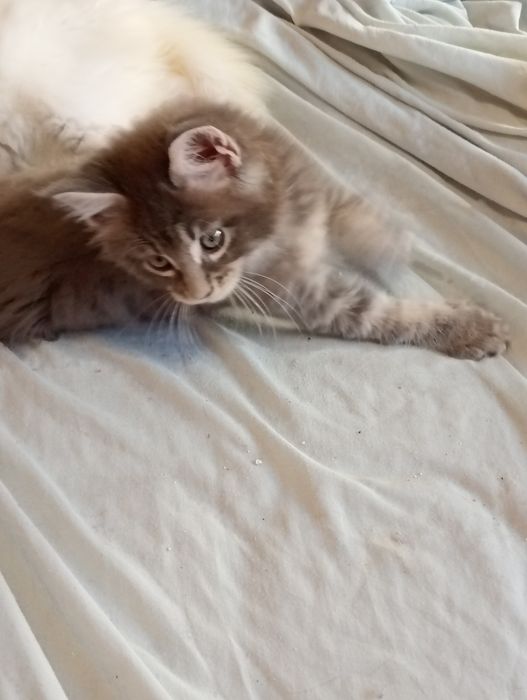 Lindo gatinho  Maine coon