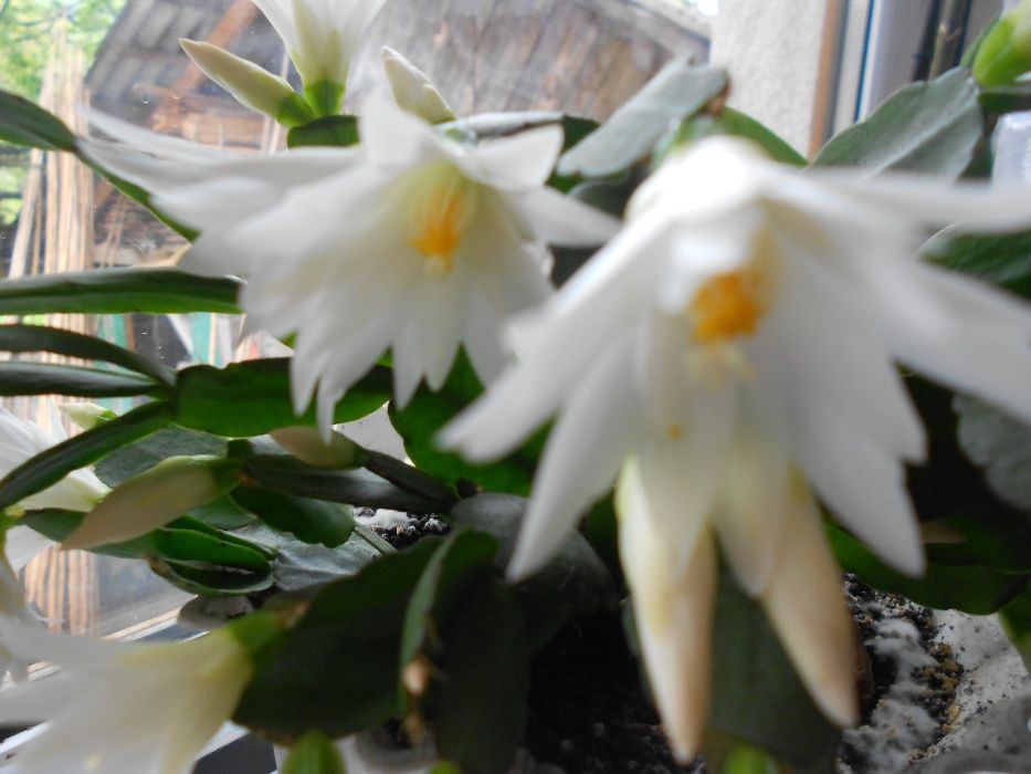 Детки рипсалидопсиса