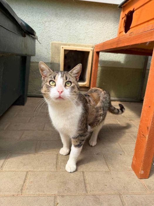 POCISK kot kocurek kochany adopcja schronisko