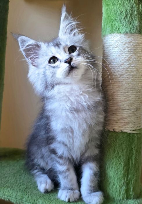 Koteczka Irma do rezerwacji Kocia Farna.PL