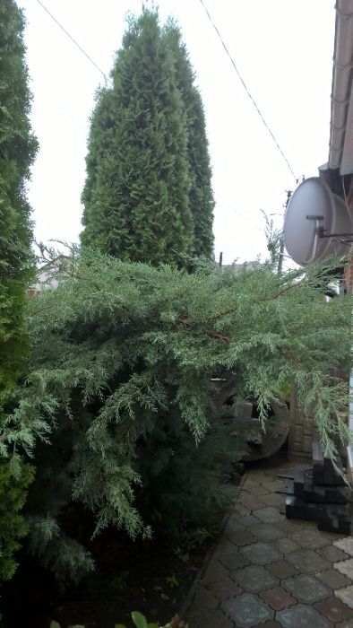 Продам Туї 4 шт. Самовивіз