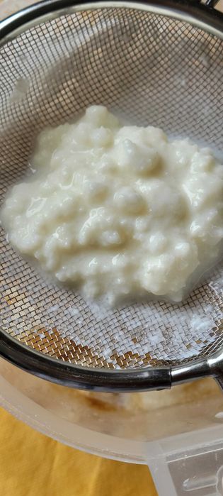 Grãos de Kefir de Leite Probiótico – GRÁTIS