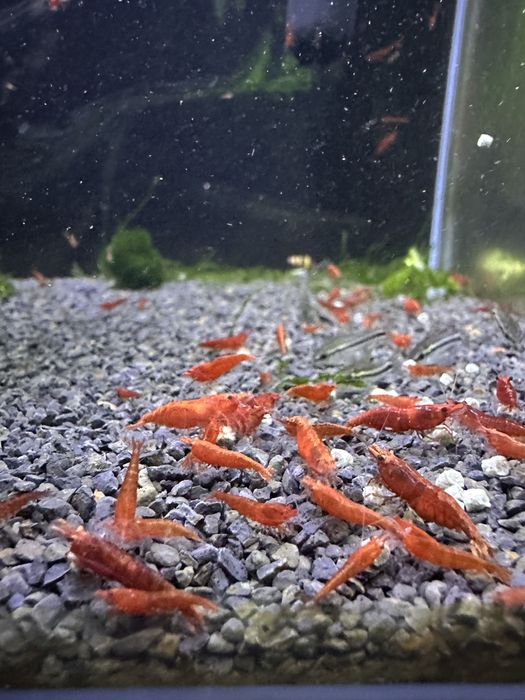 Neocaridinas red Fire