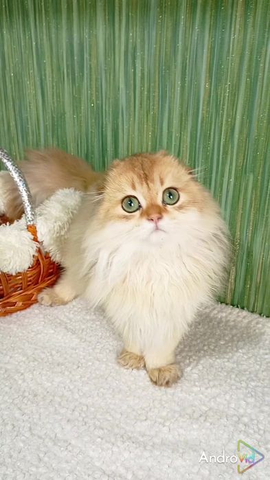 Висловухий хлопчик — золота шиншила