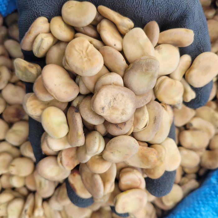 Bób oczyszczony Bizon WYSYŁKA Super JAKOŚĆ jasny 2025r