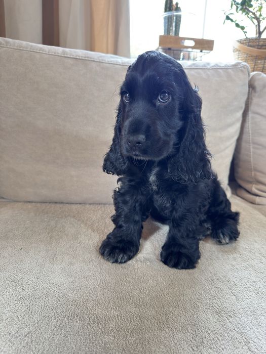 Rezerwacja - ROMEO - Cocker Spaniel Angielski