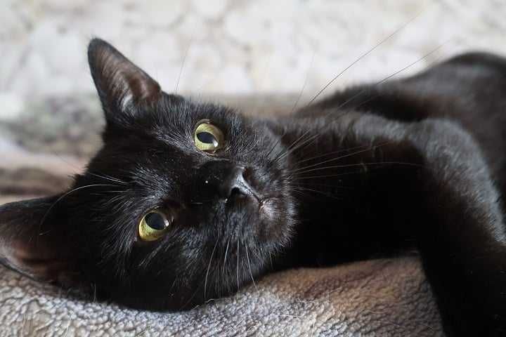 Tola Druga szuka domu