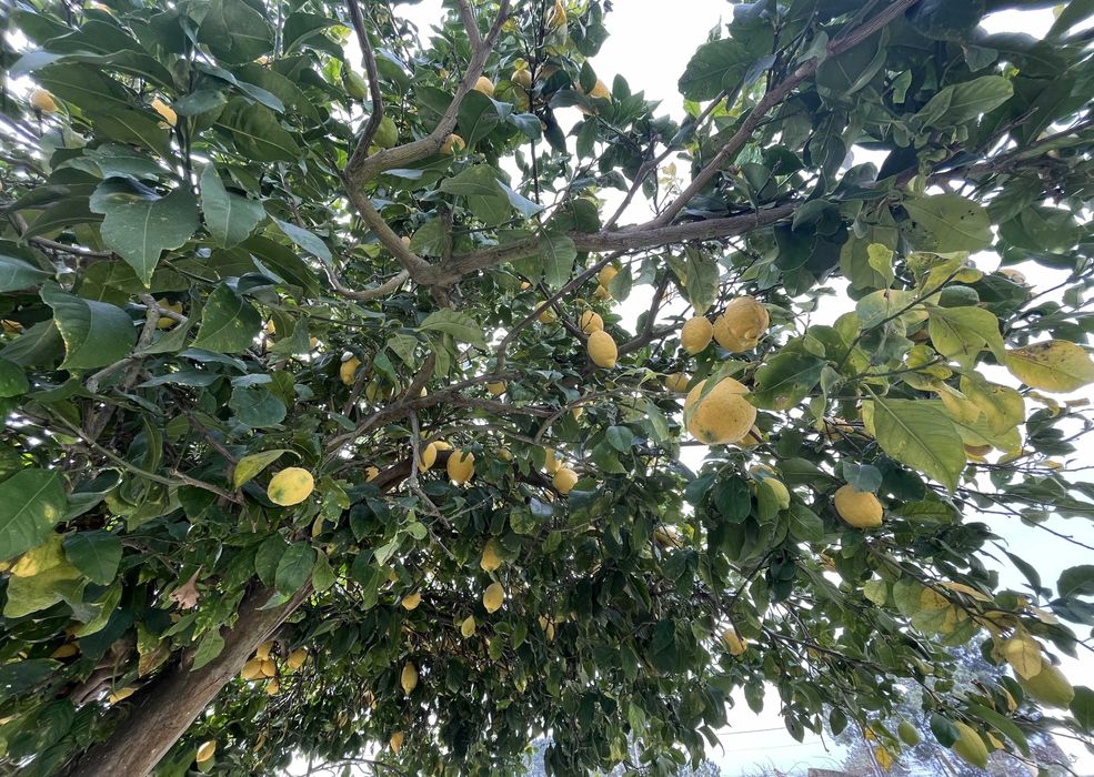 Limões Biológicos