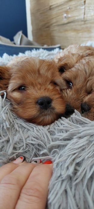 Cavappo -czekoladowy  piesek