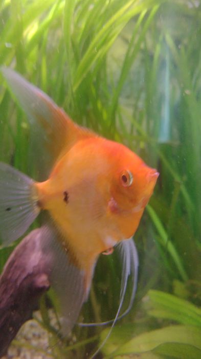 Skalar pinoy zebra blue koi