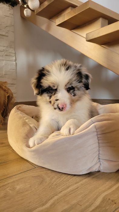 Border Collie Blue-Merle Suczka Piesek