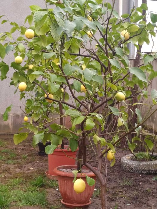 продаються дерева лимонів