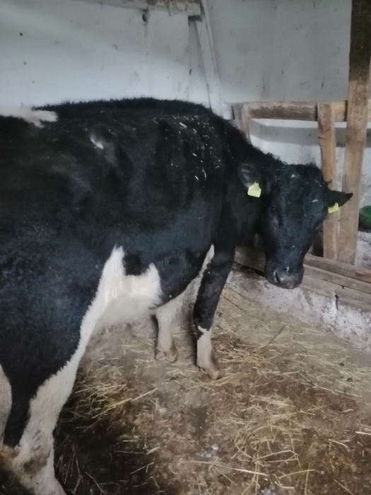 Krowy sprzedam wycielone