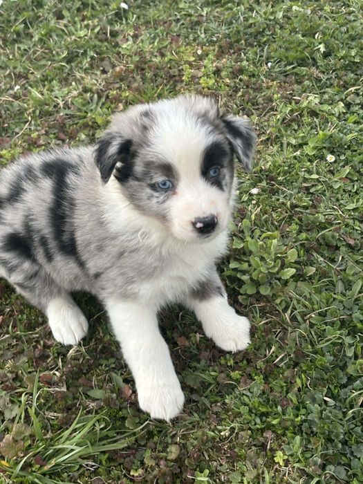 Piesek border collie (blue merle)