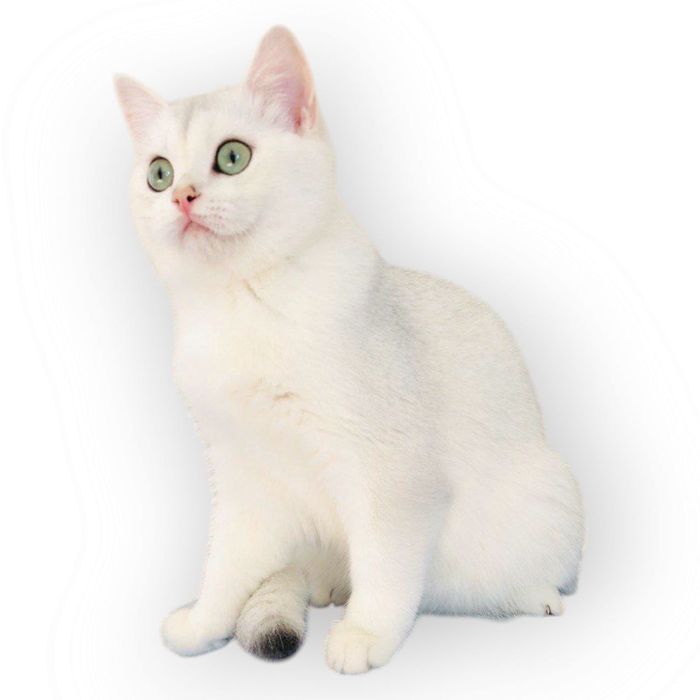 Срібляста шиншила кішечка