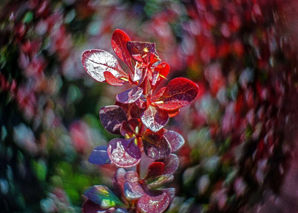 Helios- 44-M-4- Petzval