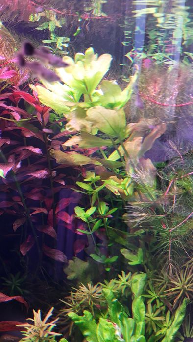 Rośliny akwariowe - Dębówka Meksykańska (Shinnersia rivularis))