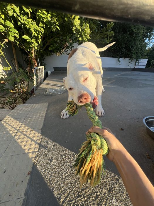 Passeio de cães em Corroios (perto da estação) – disponível hoje