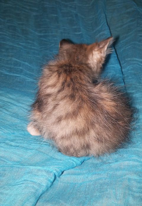 Безкоштовно кошеня кішка