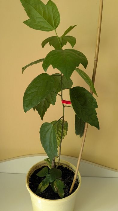 Китайська роза Гібіскус жовтий махровий