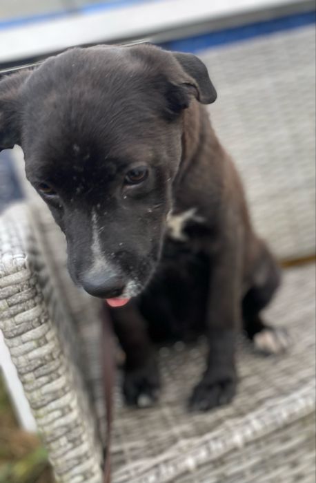 Suczka w typie wyżła do adopcji 4-5 miesięczna