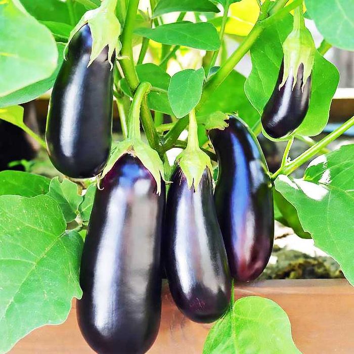 Семена Баклажана (Среднеранного) "Класік"