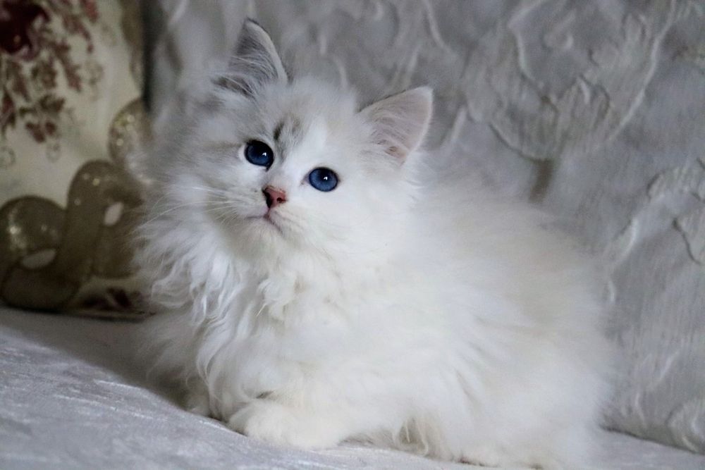 Piękny Kocurek Neva Masquerade po International Champion